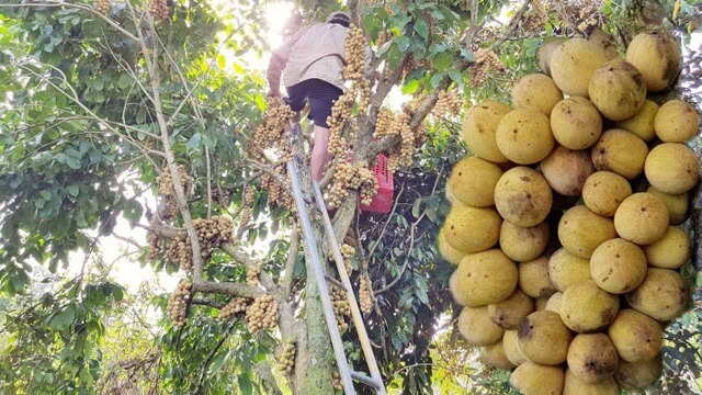 The locals are harvesting bonbon fruit