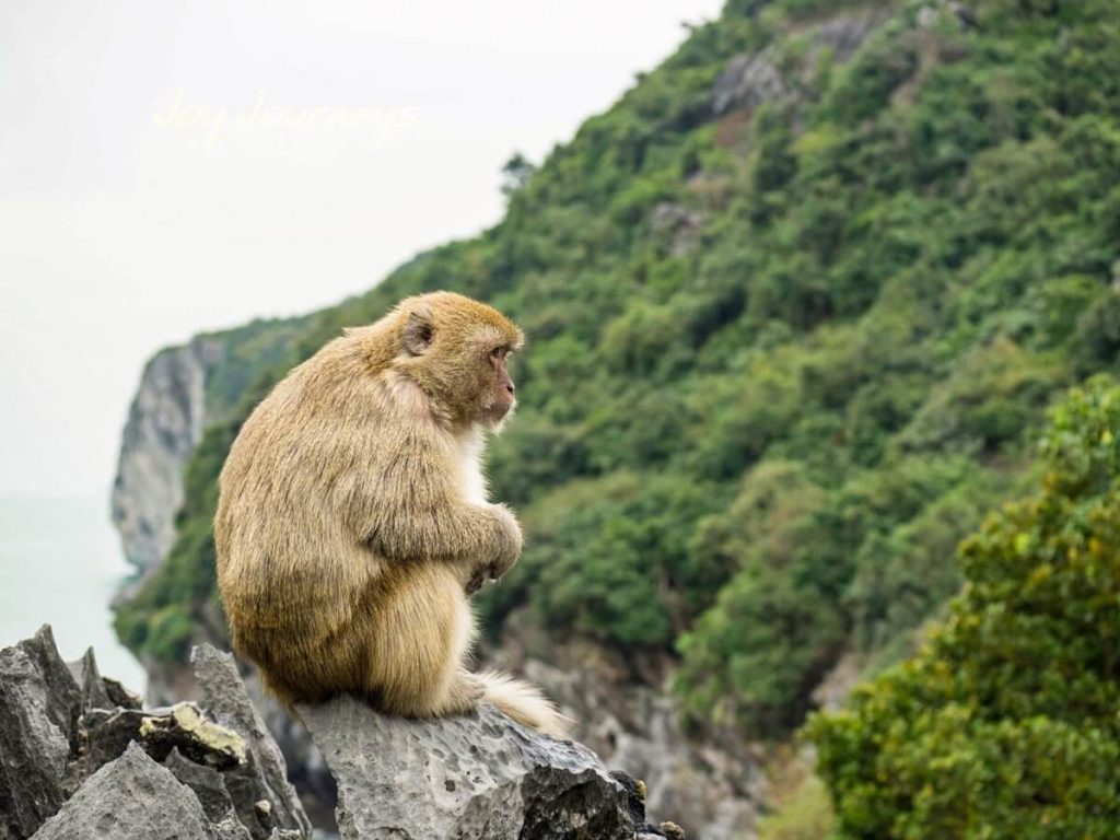 monkey island vietnam