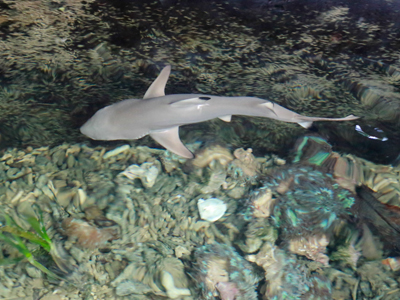 Blacktip Reef Shark Breed Naturally in Khanh Hoa