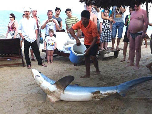Shark In Nha Trang 2013 (nld.com.vn)