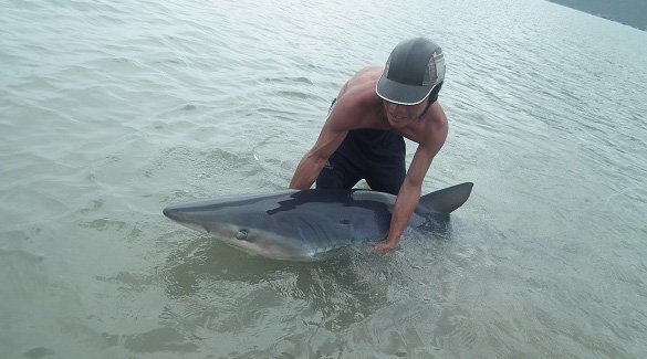 People Free A Stranded Shark At Con Dao Island
