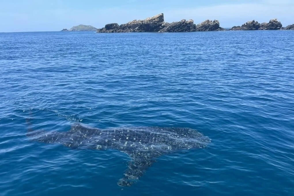 sharks in vietnam