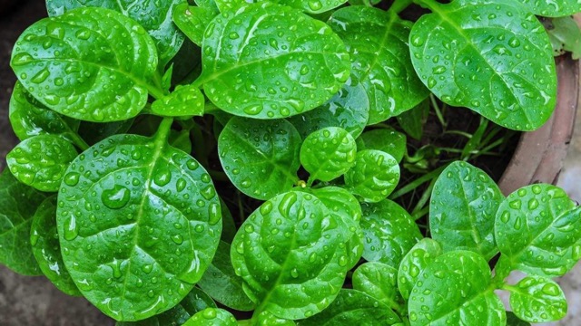 Vietnamese Spinach (or Malabar Spinach)