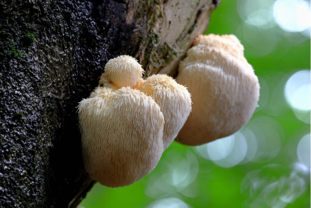 Lion's Mane Mushroom