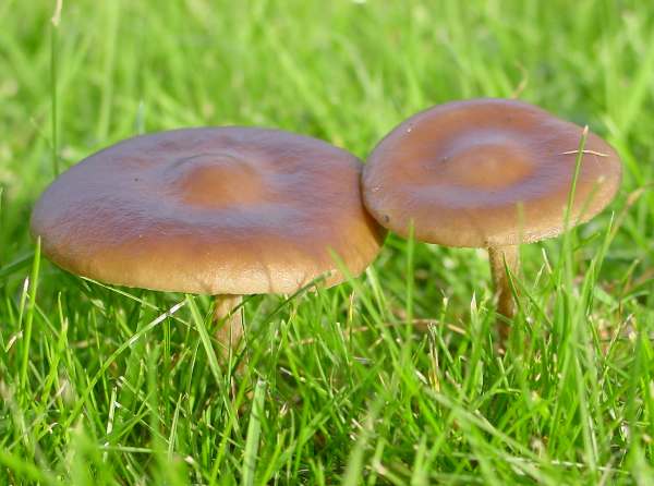 Melaleuca Mushrooms