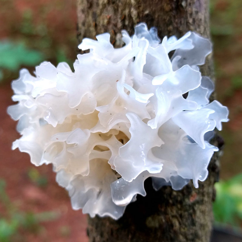White Wood Ear Mushroom