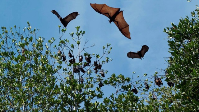 Bat Sanctuary in Can Gio