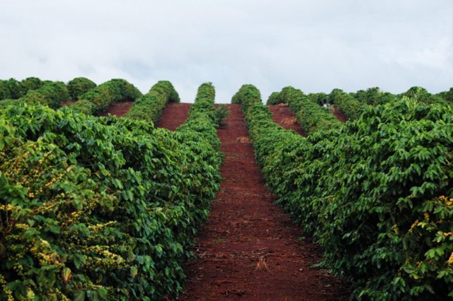 Cau Dat Coffee Farm in Vietnam