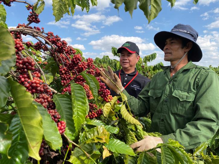 Coffee Farm in Vietnam