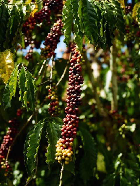 Robusta Coffee Bean - Source: Collected