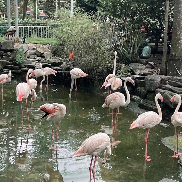 Flamingo in Thao Cam Vien 