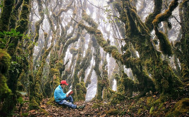 Moss Forest