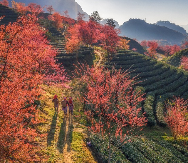 Sapa in the Cherry Blossom Season 