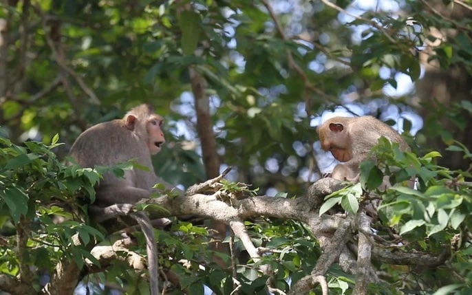 Monkey Island, Cat Ba