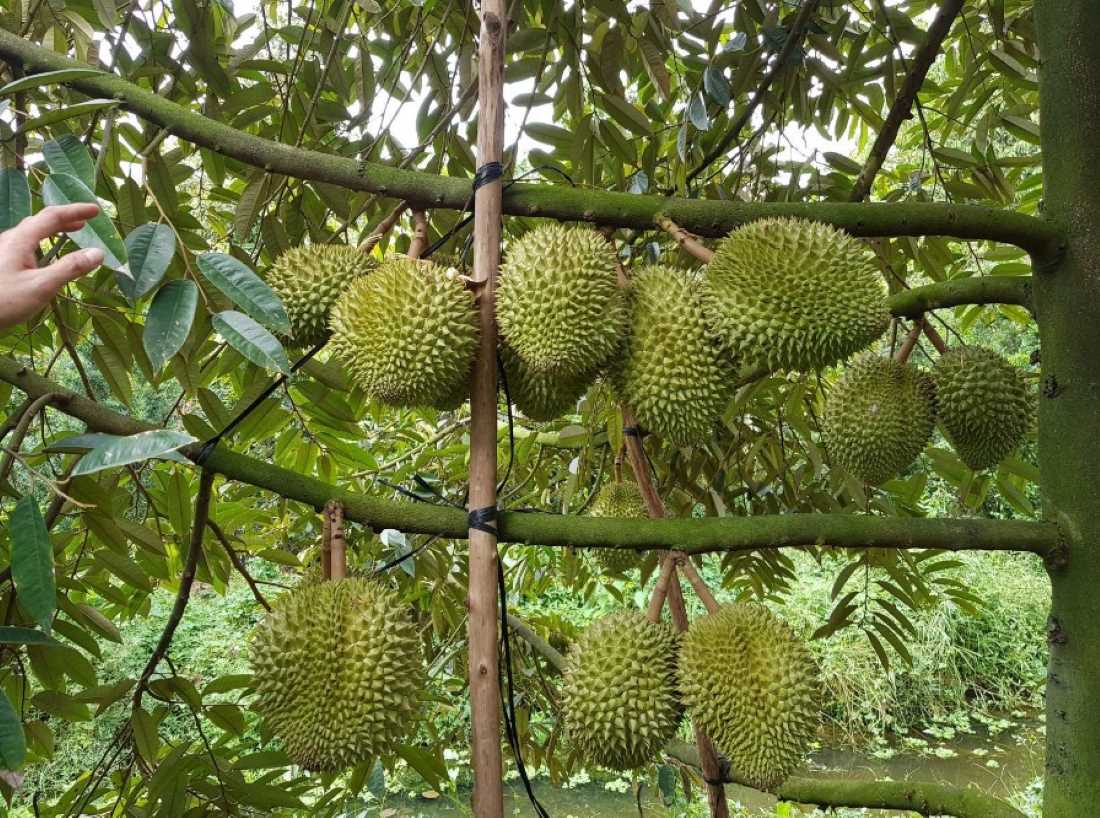 Durian - a fruit worth trying on a trip to the Mekong Delta