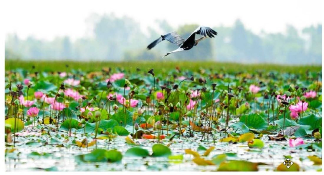 Consider including Lang Sen Wetland Reserve in your Mekong Delta tour itinerary 