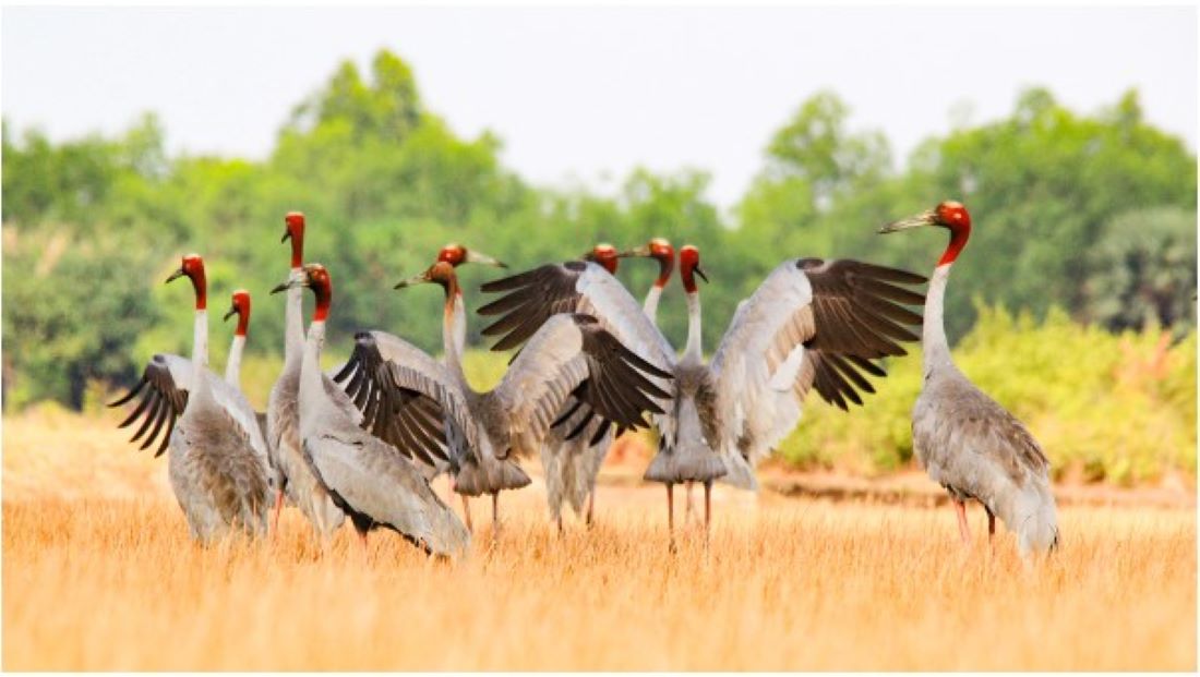 The red-crowned crane is a rare bird in the Mekong Delta