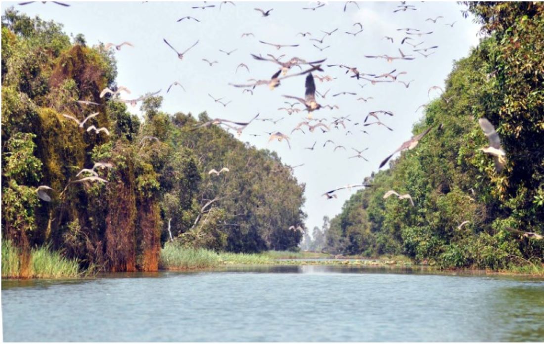 Observe red-crowned cranes at Lang Sen Nature Reserve