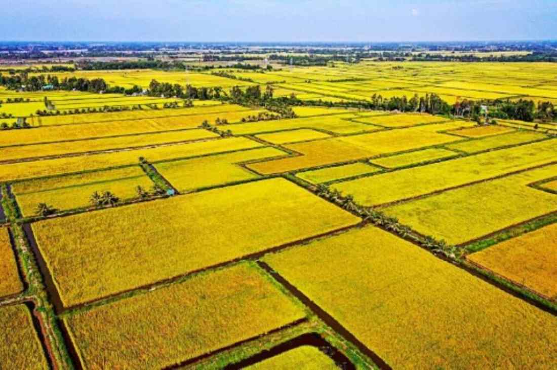 Explore the vast green fields in the Mekong Delta, a testament to the region’s agricultural abundance