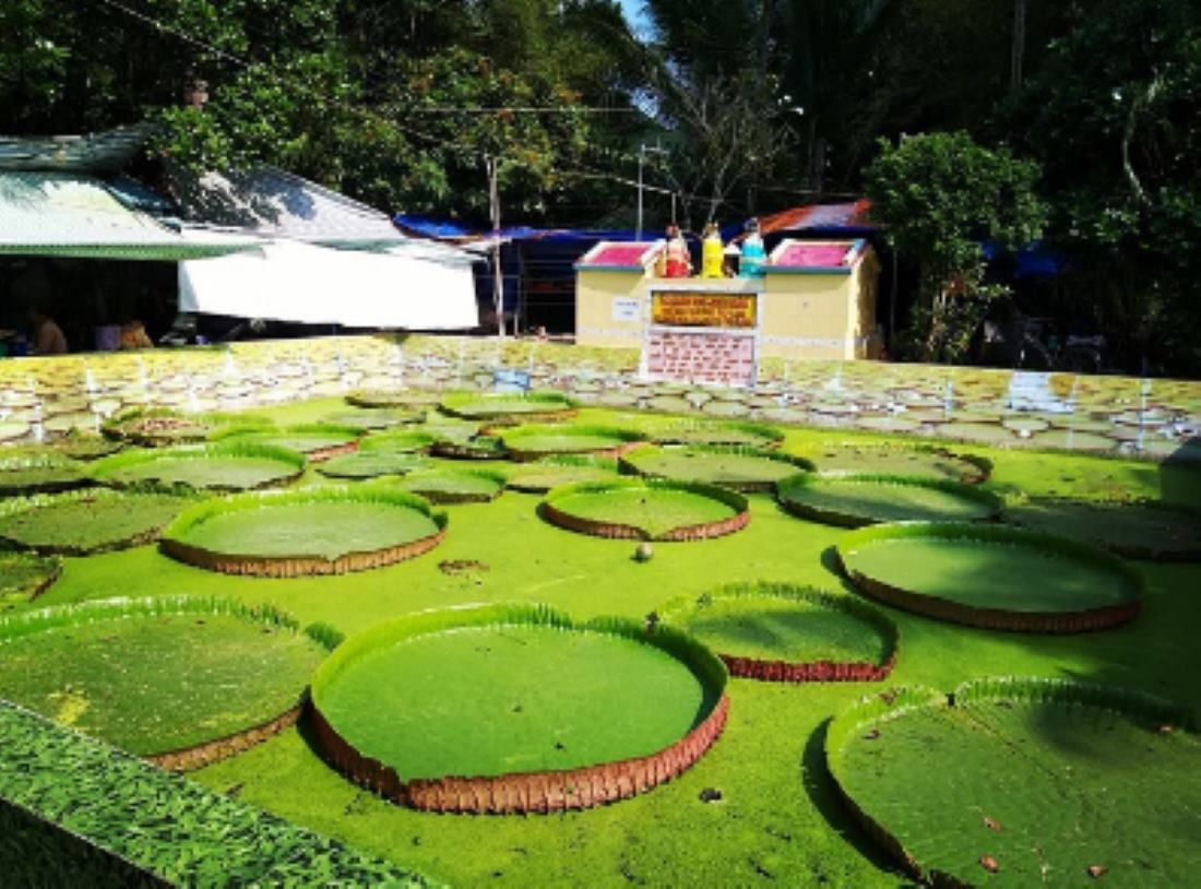 Witness the incredible sight of lotus leaves up to 3-4 meters wide at Phuoc Kien Tu Pagoda