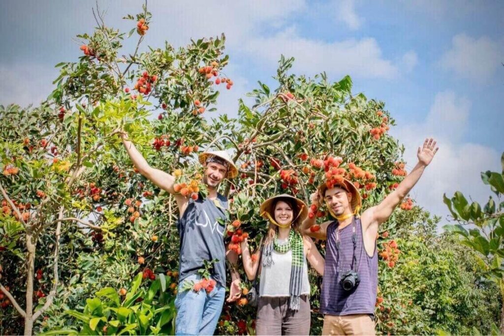 Fruit picking experience in Mekong Delta orchards